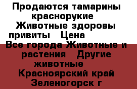 Продаются тамарины краснорукие . Животные здоровы привиты › Цена ­ 85 000 - Все города Животные и растения » Другие животные   . Красноярский край,Зеленогорск г.
